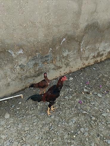 vendam kendi: Toyuq cücələri, Damazlıq — 2