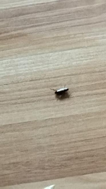 Дезинфекция, дезинсекция: Дезинфекция, дезинсекция, | Клопы, Блохи, Тараканы, | Транспорт, Офисы, Квартиры at lalafo.kg — 24 Дезинфекция, дезинсекция: Дезинфекция, дезинсекция, | Клопы, Блохи, Тараканы, | Транспорт, Офисы, Квартиры — 24