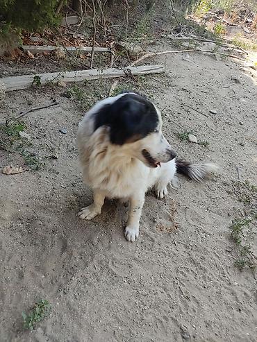 İtlər: Zvonok, 1 il, Dişi -da lalafo.az — 7 İtlər: Zvonok, 1 il, Dişi — 7