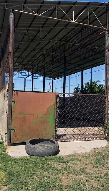 мастерские: Продается! Срочно! Сарай кошара. Село 11-жылга Чуй Токмок! Свет вода — 5