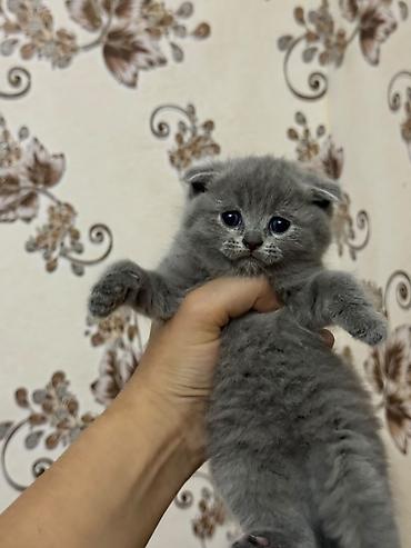 Кошки: Британская — 7