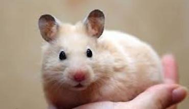 Хомяки: Клетки для хомяков с комплектующими. Варианты: - Клетка с — 7