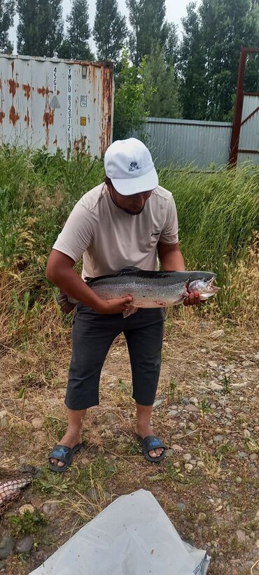 куплю мясо для собак: Форель Рыбалка 🐟 на природе со своей удочкой. Рыбалка в бассейне. вес