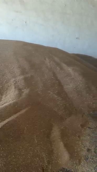 корона вода: Пшеница продовольственно-кормовая Только оптом От 30 тонн С доставкой — 4