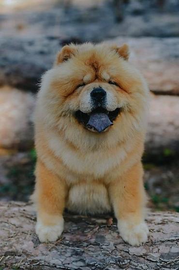 prodaja maca: Chow Chow - dostupan za parenje Mlad mužjak rase Čau Čau - Bon Triumph — 1