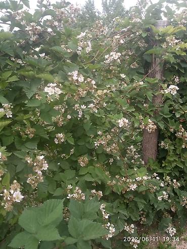 Blackberry saplings & cuttings: Ежевика "Торнфри " высокоурожайный сорт (саженцы) көчөттөрү сатылат — 8