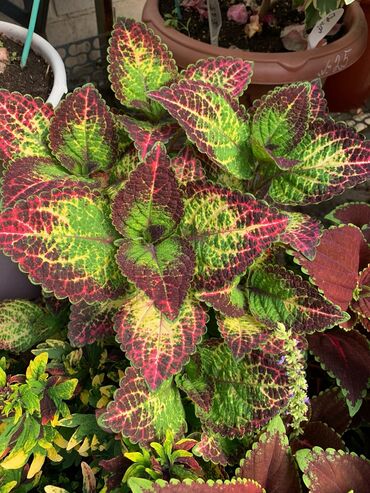 Другие виды семян и саженцев: Колеусы есть в стаканчиках и большие — 1