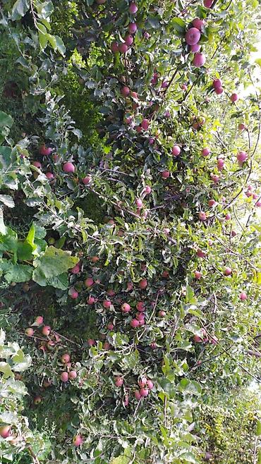 Другие услуги: Жемиш багын Оз убагында, туура бутоо Мол тушум Алма бак бутайбыз Ар — 2