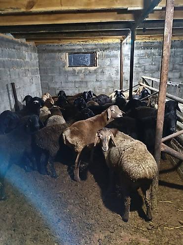 Баран, овца: Продаю | Овца (самка) | Меринос | Для разведения | Матка — 8