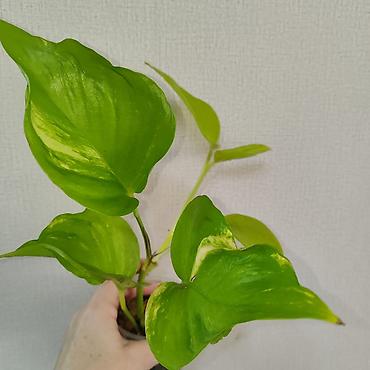 Эпипремнумы и сциндапсусы: Эпипремнум Елисейские поля вариегатный Эпипремнум Айс квин — 2