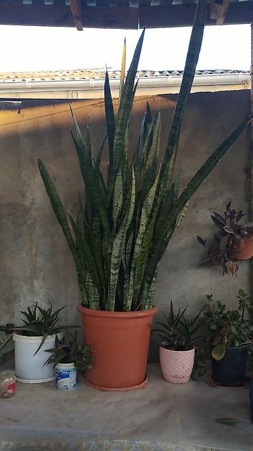 Bitki: Sansevieria (Qayın dili, İlan bitkisi) Saksı: Böyük ölçülü