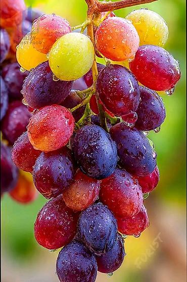 Meyvə və giləmeyvə: .üzüm tingləri satılır 070 2223552 zəng və vatsap çeşid çoxdur — 1