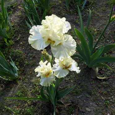 цветы орхидеи: Продаю ирисы в цвете. Сортовые