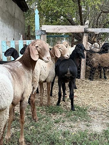 Продам с/х животных: Продаю | Овца (самка) | Арашан | Для разведения — 2