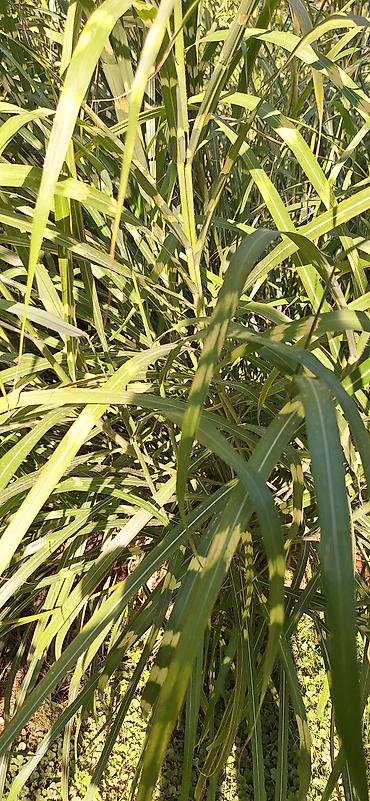 трава для декора: Мискантус зебровидный (Miscanthus sinensis ‘Zebrinus’) – декоративный — 3