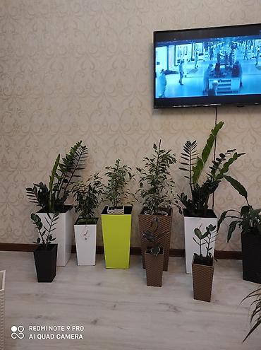plants: Кашпо для цветов, Цветочные горшки Объем разные Производство — 2