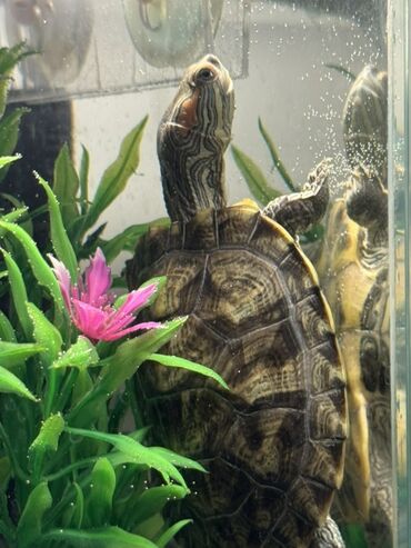 акустические системы ethernet колонка в виде собак: Отдам в хорошие руки красноухих черепашек. Отдам двух красноухих