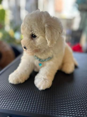 Psi: Bichon Frise štenci U ponudi prelepi, umiljati i razigrani štenci rase — 12