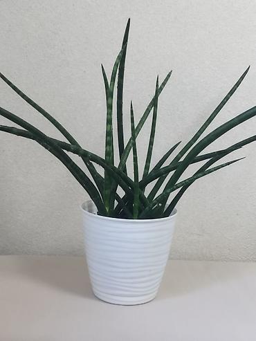 Сансеvierия «Кирка» (Sansevieria cylindrica) в горшке,есть детки-150с at lalafo.kg Сансеvierия «Кирка» (Sansevieria cylindrica) в горшке,есть детки-150с