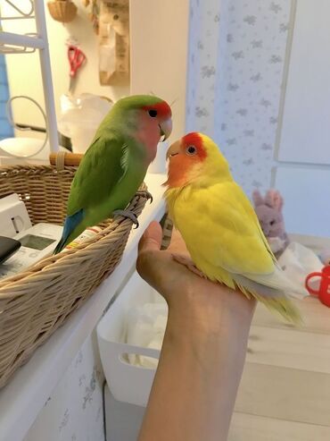 собак в добрые руки: Nerazlucnik (Love bird-Sevgi quslari) Erkek ve disi.Bala vermeye tam