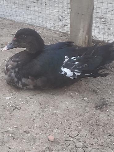 sabuncu toyuq bazari 2022: Erkek ordekler 30 man . aglar (pekin) biri 8 man. diri cekileri 1kg — 1