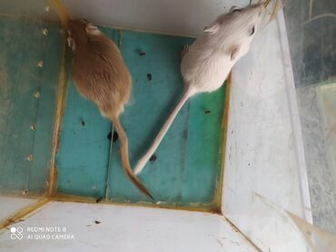 коврики для мыши тайвань: Продаю песчаных мышат