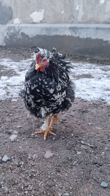 Птицы: Мраморный Кохин — 5