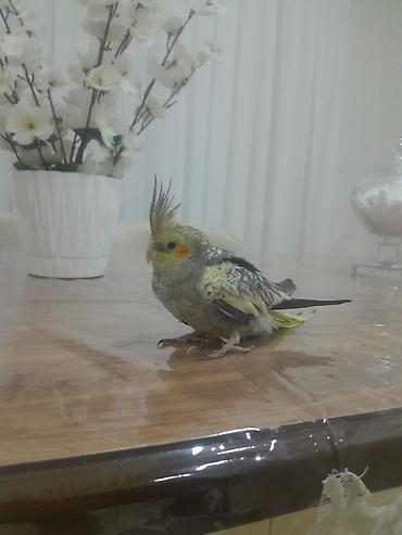 quş: Məhsul: Nimfa papuqayı (Cockatiel) Təsvir:ele oyresib dislemir - — 1