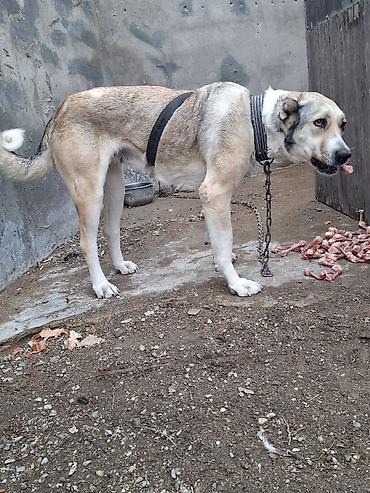 İtlər: Qurdbasar, 2 il, Dişi, Ünvandan götürmə -da lalafo.az — 9 İtlər: Qurdbasar, 2 il, Dişi, Ünvandan götürmə — 9