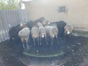 домик для кошки многоуровневый: Продаю | Овца (самка) at lalafo.kg домик для кошки многоуровневый: Продаю | Овца (самка)