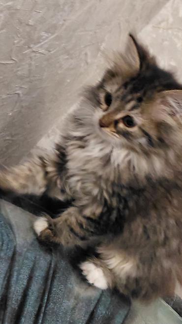 Pişiklər: Tabbi, Dişi, Yaxşı əllərə — 7