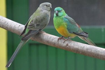 говорящие попугаи: Продаю пару молодых певчих (красноспинных) попугаев. Цена 3500 сомов