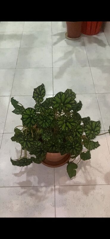 Otaq bitkiləri: Bu begoniya bitkisi iri, yaşıl və qara naxışlı yarpaqları ilə — 8