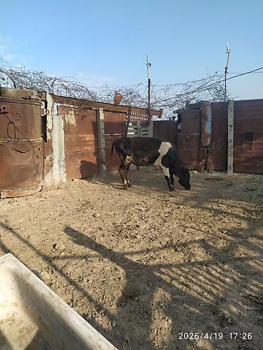 mal bazari az: Dana, buzov, Erkək, Holsteyn, Simental, ay: 2, Ətlik, Damazlıq — 7