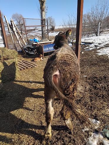 Коровы, быки: Продаю | Бык (самец) | Полукровка | На откорм — 25