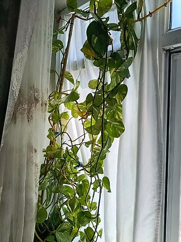 sarmaşiq: Epipremnum aureum (Pothos, “Skandens”) – sarmaşıq tipli otaq bitkisi — 2