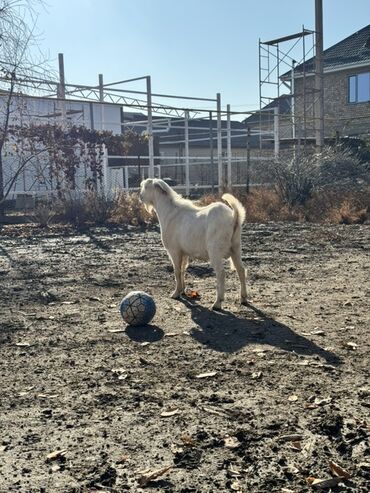 продаю дойных коров: Продаю | Козлёнок | Для разведения | Племенные, Котные, Осеменитель