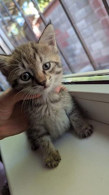 Животные: Отдам даром !! Котята, домашние, короткошёрстные. - Возраст: примерно — 3
