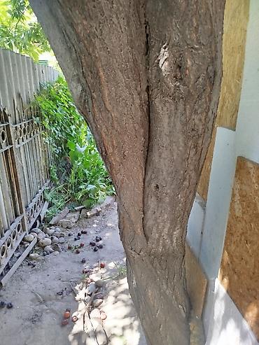 Продаю на дрова