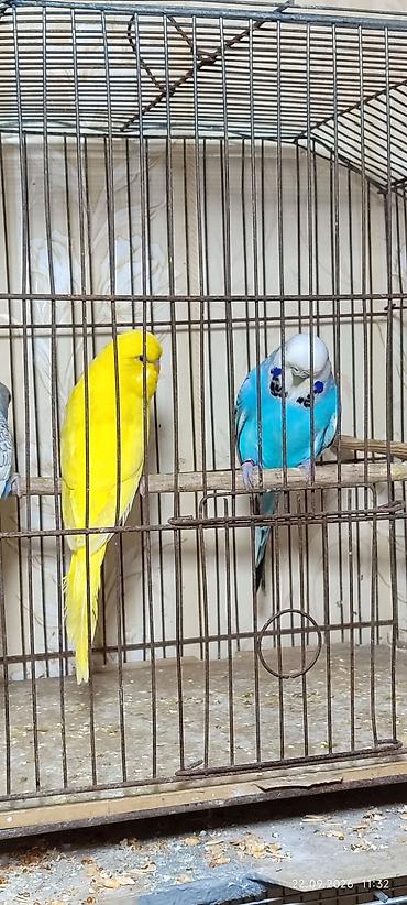 Попугаи: Məhsul: üçün mayalarda,spenqldi aylıq,sarı temiz çex iki ay yarım,qoy — 5