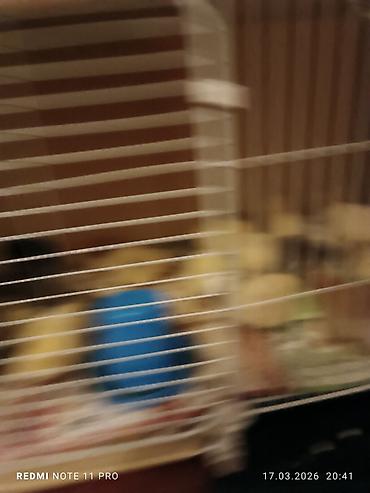 Cücələr: Toyuq cücələri, Ətlik, Ünvandan götürmə — 9