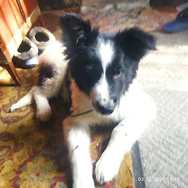 Отдам даром собаку: Собака даром: 5 месяцев, Самец, С прививкой — 16