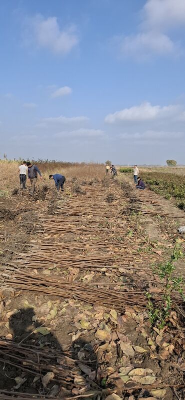 Tinglər: Məhsul: meyvə tingləri Xüsusiyyətlər: - Hər növ meyvə tingləri — 18