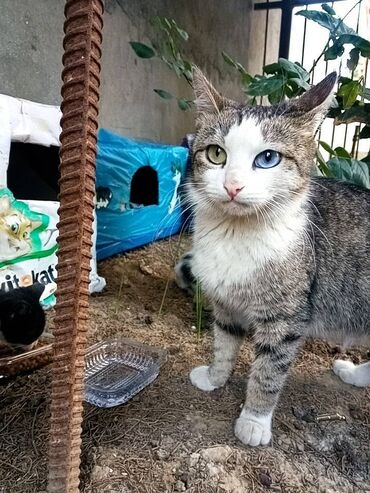 шотландский вислоухий котенок баку: Самка, В добрые руки, Самовывоз
