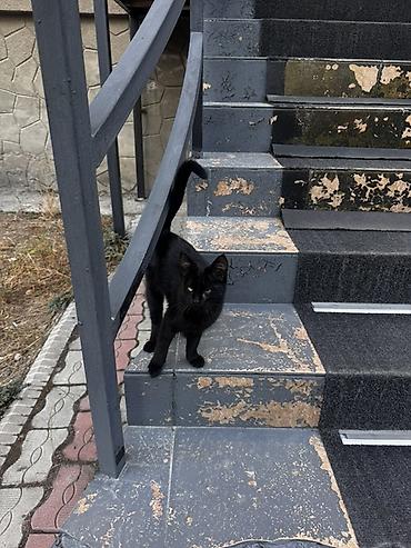 Отдам даром кошку: Кошка даром: Беспородная, 3 месяца, Девочка, Приучена к лотку — 8