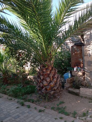 Çöl bitkiləri: 5 Ədəd var üzunluqu 4 metr. Tək gövdəsi 1metr 20 sm. Hamsini götürənə