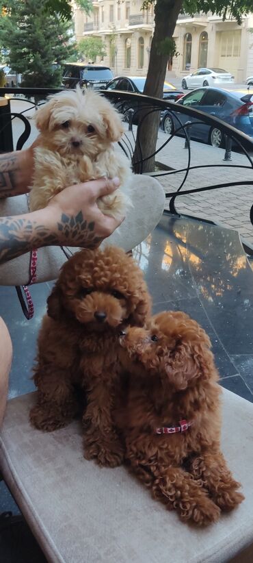 İtlər: Pudel, 3 ay, Erkek, Peyvəndli, Ünvandan götürmə — 24