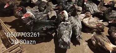 Ördəklər: - Növ: Lal ördək, amerikan sortu (Muscovy ducks). - Rənglər: tünd, ağ — 6