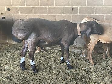 Баран, овца: Продаю | Баран (самец) | Арашан | Для разведения | Осеменитель — 1