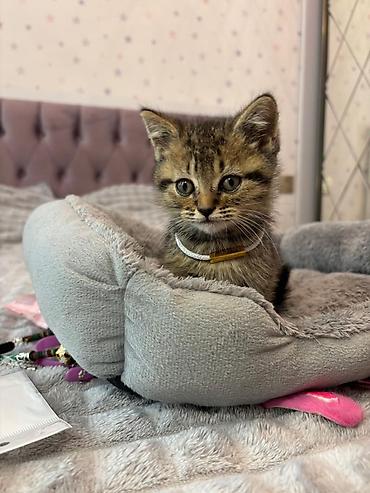 Pişiklər: Şotland yastı qulaq, Erkək, Dişi, Yaxşı əllərə, Ünvandan götürmə, Pulsuz çatdırılma, Ödənişli çatdırılma — 8